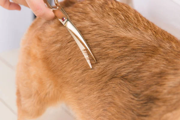 Mulher Groomer Usar Tesoura Para Cortar Cabelo Cão Mesa — Fotografia de Stock