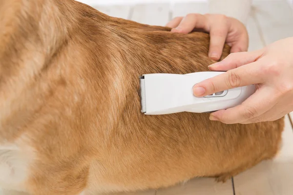 Galés Corgi Pembroke Consiguiendo Corte Pelo Peluquero — Foto de Stock