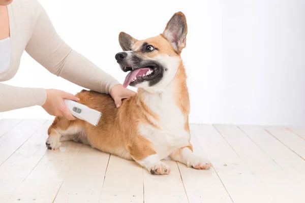 Galli Corgi Pembroke Tıraş Makinesiyle Saç Tıraşı Oluyor — Stok fotoğraf