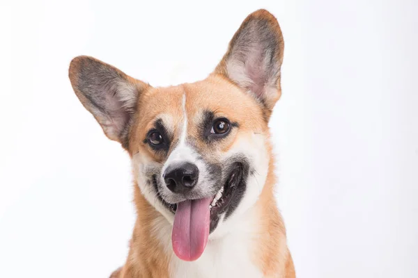 Portrait Chien Gallois Corgi Pembroke Studio Devant Fond Blanc — Photo