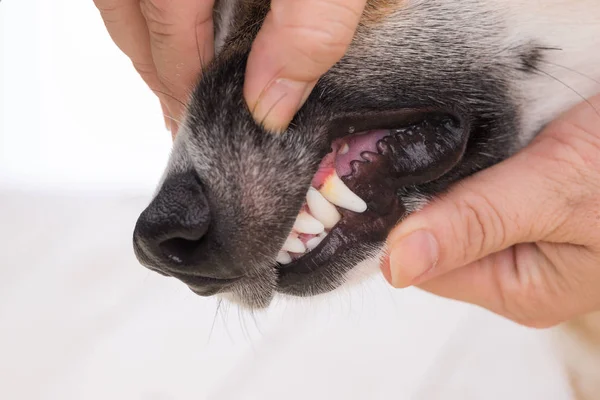 Kapalı Köpek Dişi Çürümüş Kirli Dişler Gösterilmiş Köpekte Diş Sakız — Stok fotoğraf