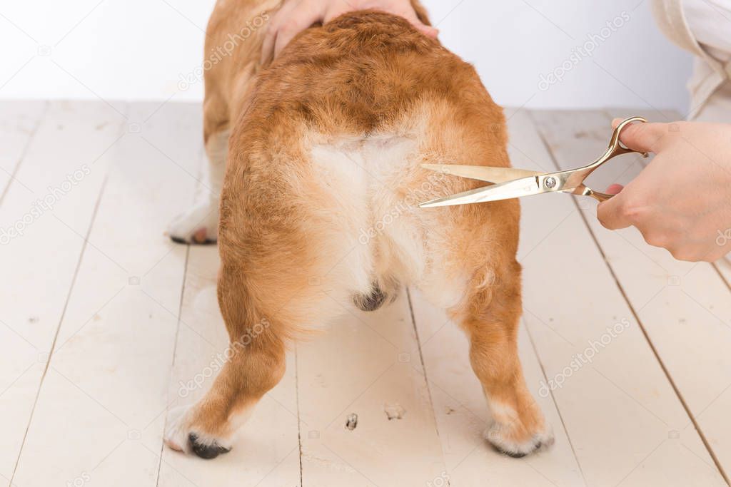 Hairdresser mows fur on the paws of welsh corgi pembroke with a scissors.