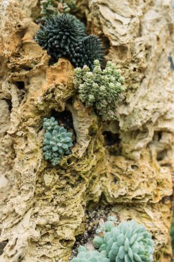 Lezzetlilerin dikdörtgen sıralaması; bir ekicinin içindeki kaktüs sulu.