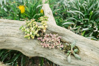 Bir botanik bahçesine kaktüs ekildi..