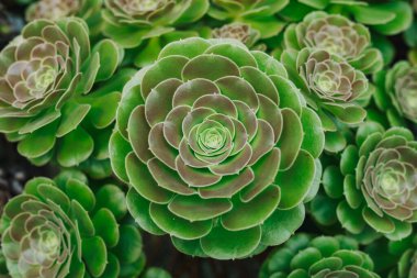 Arka planda bir tencerede kaktüs grubu