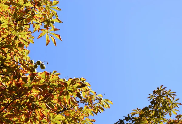 Herbstblätter der Kastanie. — Stockfoto