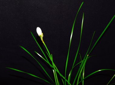 Çiçek Narciss, düşük anahtar.