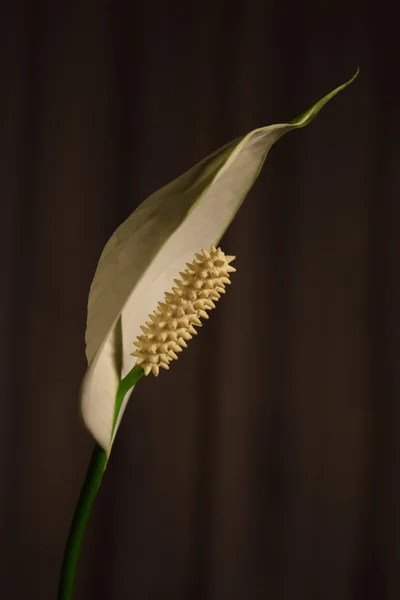 Flor Spathiphyllum, low key . —  Fotos de Stock