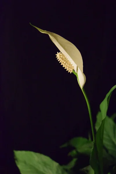 Flor Spathiphyllum, low key . —  Fotos de Stock