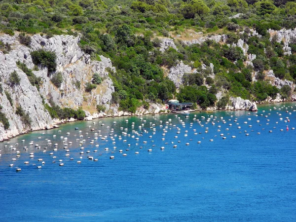 İstiridye çiftlik Hırvatistan.