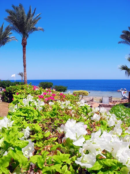 Resort em Sharm el Sheikh . — Fotografia de Stock