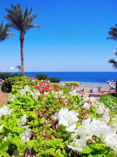 Resort in Sharm el Sheikh. — Stockfoto