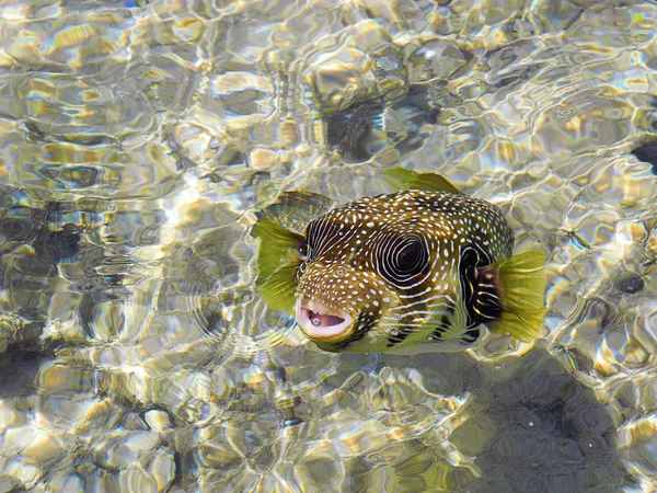 Arothron hispidus balık. — Stok fotoğraf