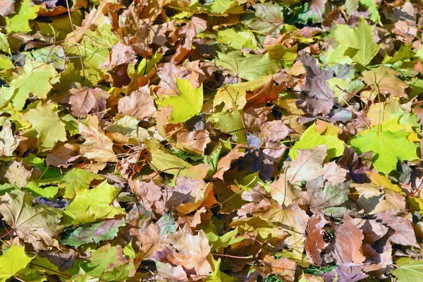 Umgefallenes Laub, Hintergrund. — Stockfoto