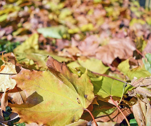 Umgefallenes Laub, Hintergrund. — Stockfoto