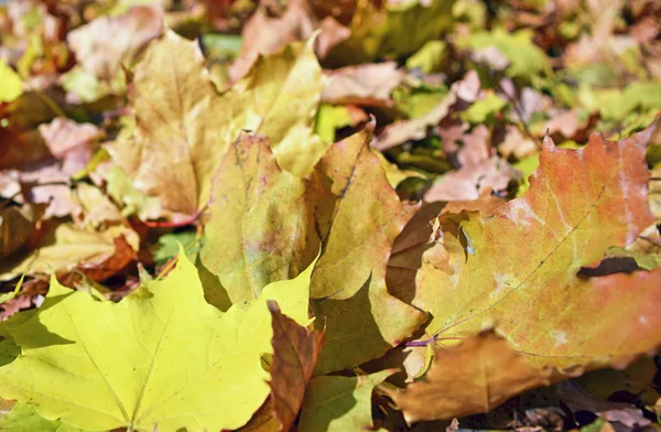 Umgefallenes Laub, Hintergrund. — Stockfoto