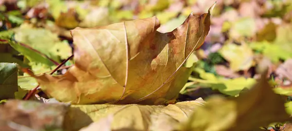 Umgefallenes Laub, Hintergrund. — Stockfoto