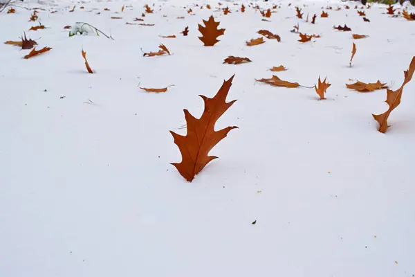 Foglie di quercia sulla neve . — Foto Stock