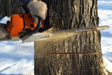 Testere ile ağaç kesmek.