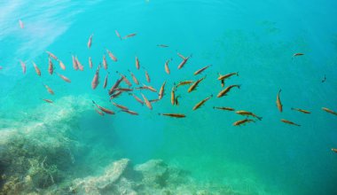 Balıklar saf göle.