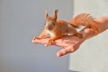 Kullanışlı bebek sincap.