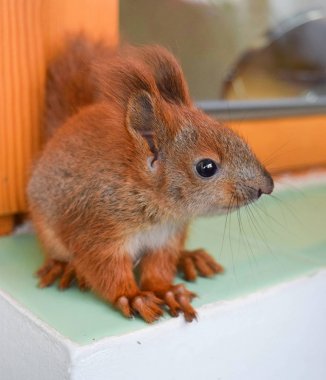 Kullanışlı bebek sincap
