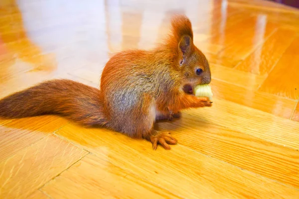 The pets squirrel. — Stock Photo, Image