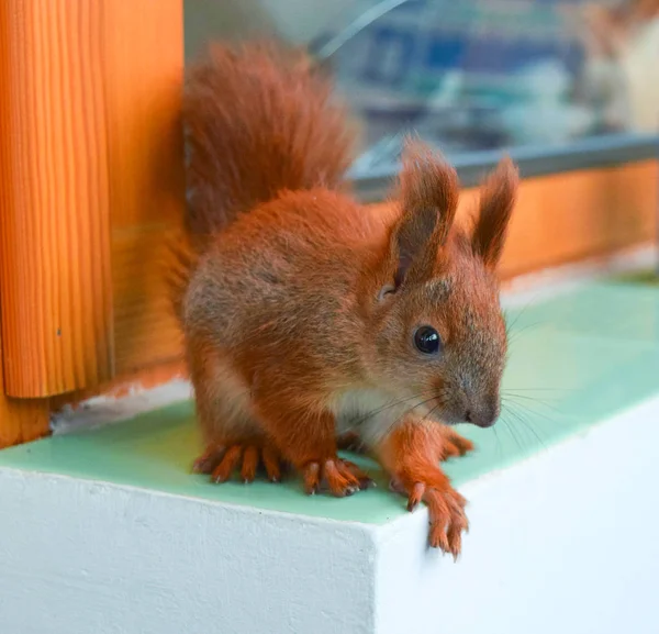 Handy baby squirrel. — Stock Photo, Image