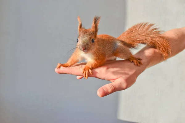 Kullanışlı bebek sincap.