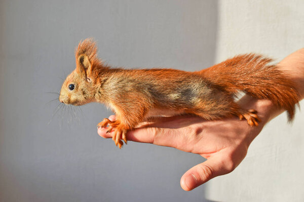 Handy baby squirrel.