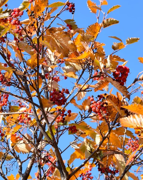 Die Vogelbeere im Herbst. — Stockfoto