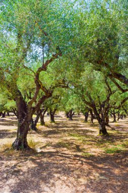 Olive grove.