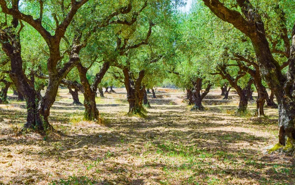 橄榄树丛. — 图库照片