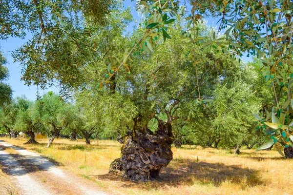 Starý olivovník. — Stock fotografie
