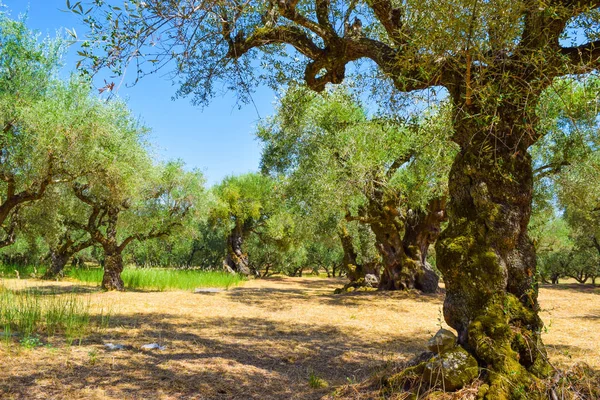 The old olive grove. — Stock Photo, Image