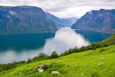 Norveç 'teki Aurlandsfjord manzarası.