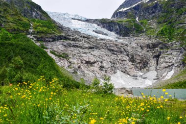 Boyabreen buzulu ve ön plandaki narin sarı çiçekler. Norveç.
