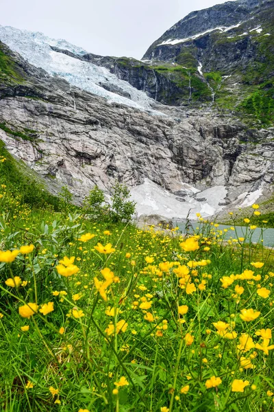 The Boyabreen glacier and delicate wild yellow flowers in the foreground.  Norway. — Stock Photo, Image