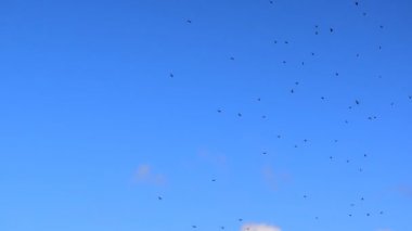 Birçok sivrisinek bir dağ gölünün üzerinde uçar. Yavaş çekim videosu. Göl, Aurlandsvegen (F243) adlı ulusal turist yolu yakınlarında yer almaktadır. Norveç.