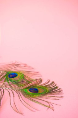 Bir tavus kuşunun kuyruğundan güzel tüyler izole edilmiş bir pastel açık pembe arka planda. Tasarım için asgari biçimdeki fotokopi alanı, harf ya da metin şablonu olan konu fotoğrafı .