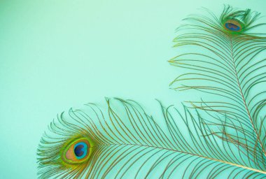 Bir tavus kuşunun kuyruğundan güzel tüyler izole bir açık mavi arkaplanda. Tasarım için asgari biçimdeki fotokopi alanı, harf ya da metin şablonu olan konu fotoğrafı