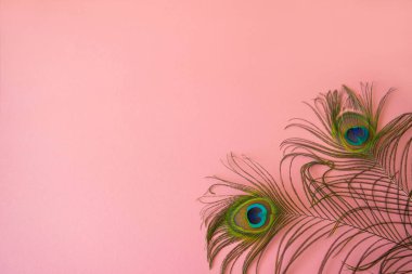 Bir tavus kuşunun kuyruğundan güzel tüyler izole edilmiş bir pastel açık pembe arka planda. Tasarım için asgari biçimdeki fotokopi alanı, harf ya da metin şablonu olan konu fotoğrafı .