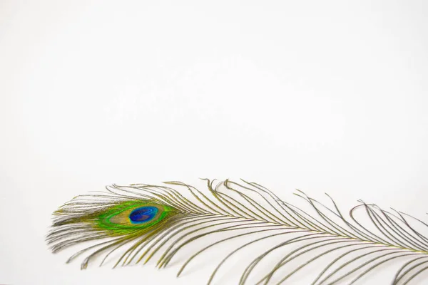 Beautiful Feathers Peacock Tail Isolated White Background Subject Photo Design — Stock Photo, Image