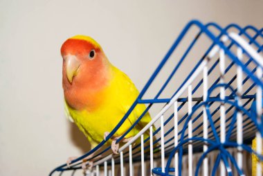 Evdeki güzel kuş. Beyaz arka planda kafesinde oturan gül yüzlü aşk kuşu (Agapornis Roseicollis). Papağan aynı zamanda pembe yakalı ya da şeftali yüzlü aşk kuşu olarak da bilinir.