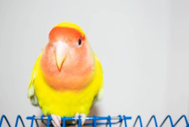 Evdeki güzel kuş. Beyaz arka planda kafesinde oturan gül yüzlü aşk kuşu (Agapornis Roseicollis). Papağan aynı zamanda pembe yakalı ya da şeftali yüzlü aşk kuşu olarak da bilinir.