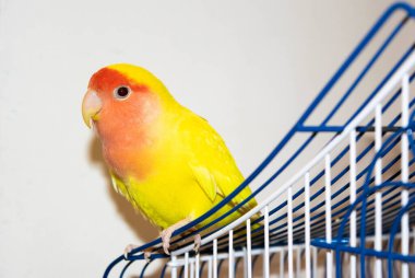 Evdeki güzel kuş. Beyaz arka planda kafesinde oturan gül yüzlü aşk kuşu (Agapornis Roseicollis). Papağan aynı zamanda pembe yakalı ya da şeftali yüzlü aşk kuşu olarak da bilinir.