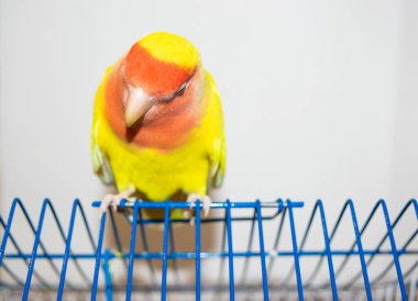 Evdeki güzel kuş. Beyaz arka planda kafesinde oturan gül yüzlü aşk kuşu (Agapornis Roseicollis). Papağan aynı zamanda pembe yakalı ya da şeftali yüzlü aşk kuşu olarak da bilinir.