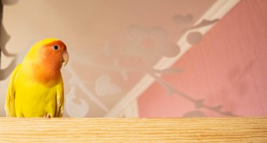 Evdeki güzel kuş. Gül yüzlü aşk kuşu (Agapornis Roseicollis) tahta bir yüzeyde oturur. Papağan aynı zamanda pembe yakalı ya da şeftali yüzlü aşk kuşu olarak da bilinir..