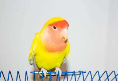 Evdeki güzel kuş. Beyaz arka planda kafesinde oturan gül yüzlü aşk kuşu (Agapornis Roseicollis). Papağan aynı zamanda pembe yakalı ya da şeftali yüzlü aşk kuşu olarak da bilinir.