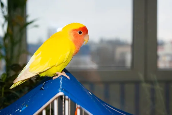 Beautiful pet bird at home. The rosy-faced lovebird (Agapornis roseicollis) sitting on his cage against the background of the window. The parrot is also known as the rosy-collared or peach-faced lovebird